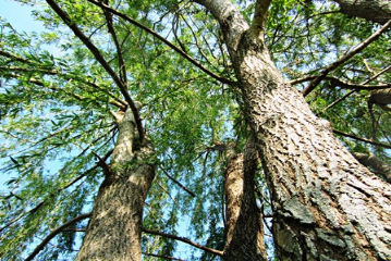 Tree, shrub and hedge care